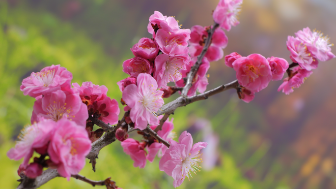 红梅花开花桃花绽放花蕊花瓣