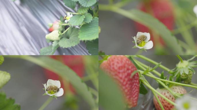 草莓蜜蜂