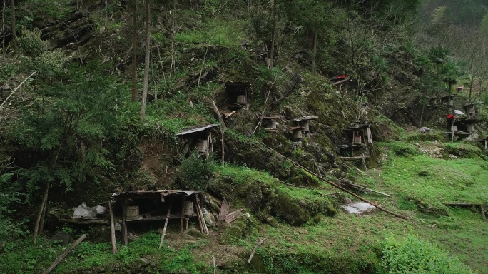 4K湖南湘西野生土蜂蜂桶01