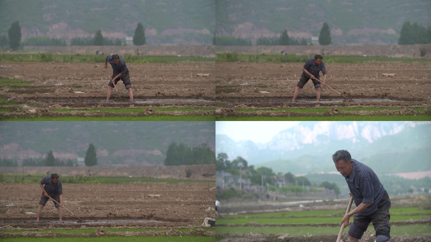 灌溉田地的农民