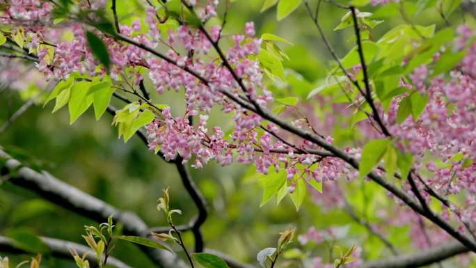 紫荆花山间鲜花