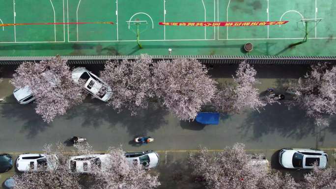 绵阳三台东升巷樱花街道风景航拍