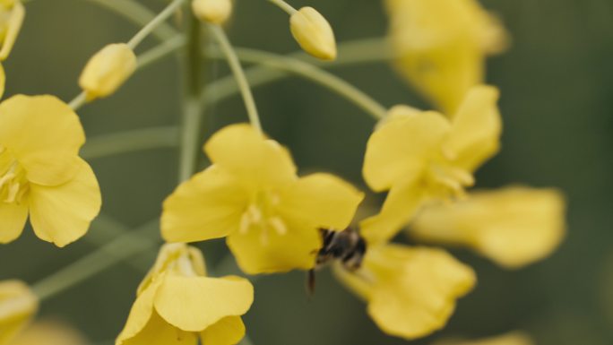 油菜花地蜜蜂采蜜