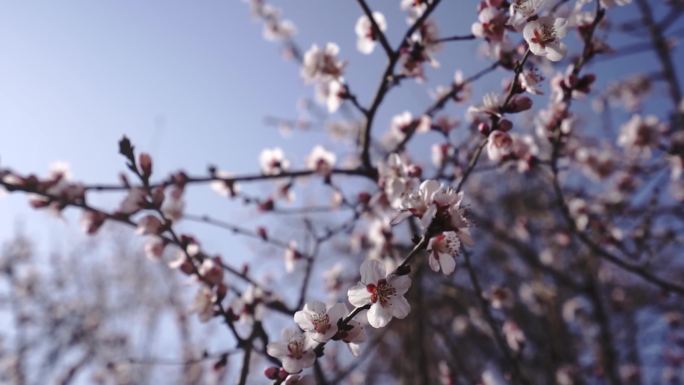 三月桃花上的蜜蜂B