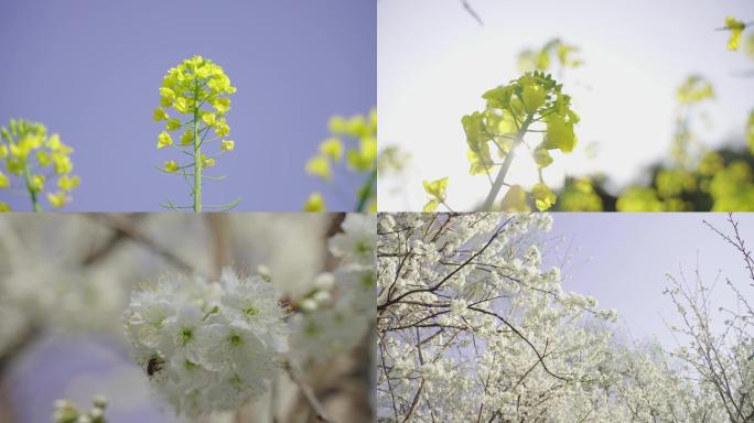 油菜花樱花柳树桃花4K