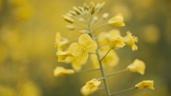 油菜花地蜜蜂采蜜