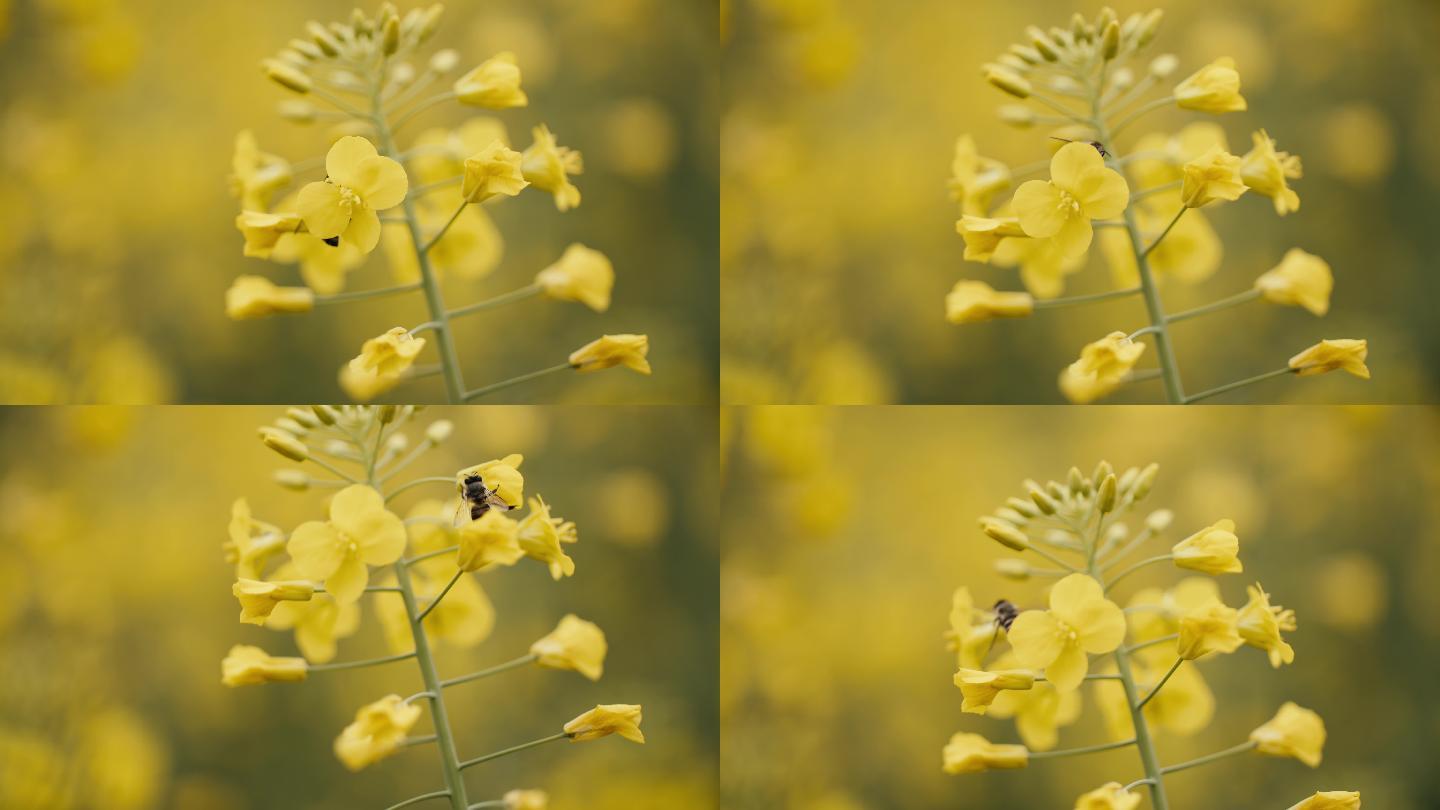 油菜花地蜜蜂采蜜