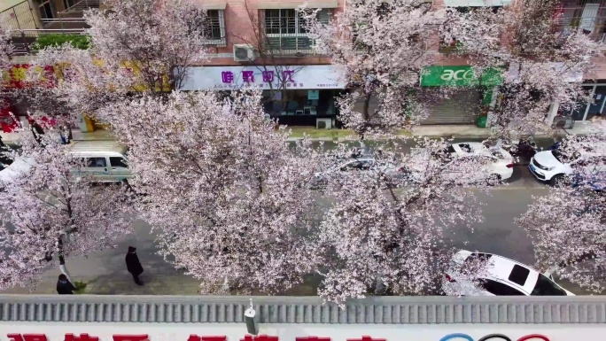 绵阳三台东升巷樱花街道风景航拍