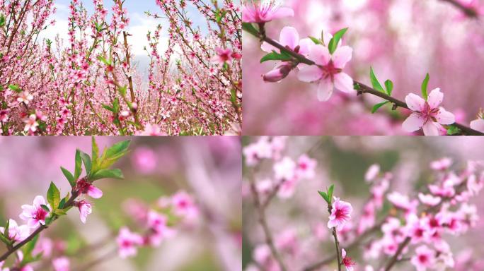 桃花特写