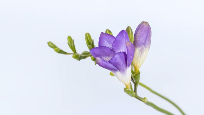 紫色香雪兰花朵绽放延时