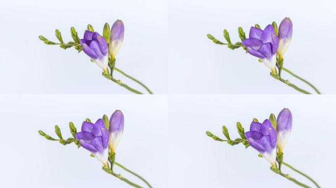 紫色香雪兰花朵绽放延时