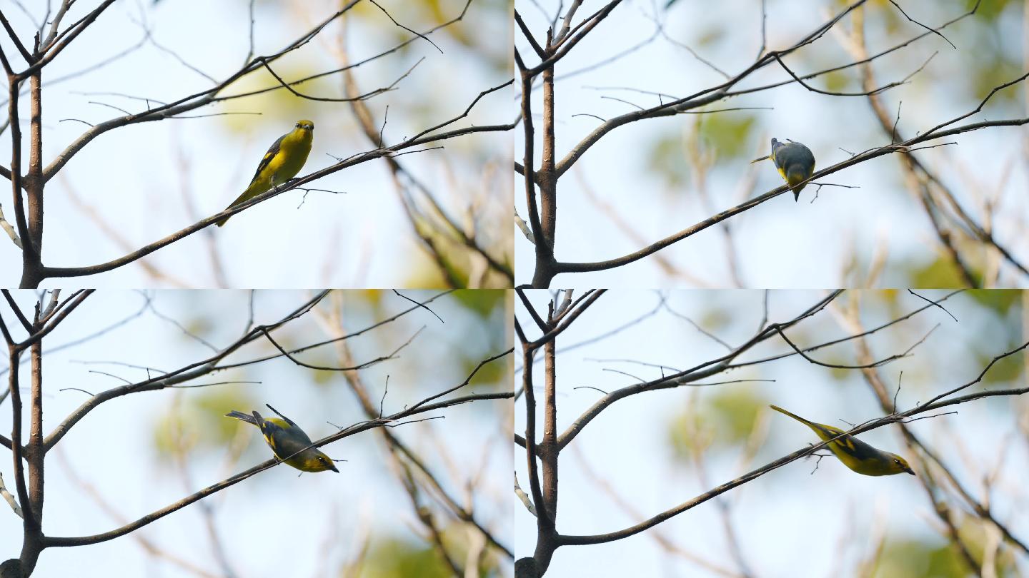 〝五色鸟〞：赤红山椒（母）雀跃在林间枝头