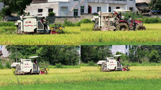 水稻机械收割