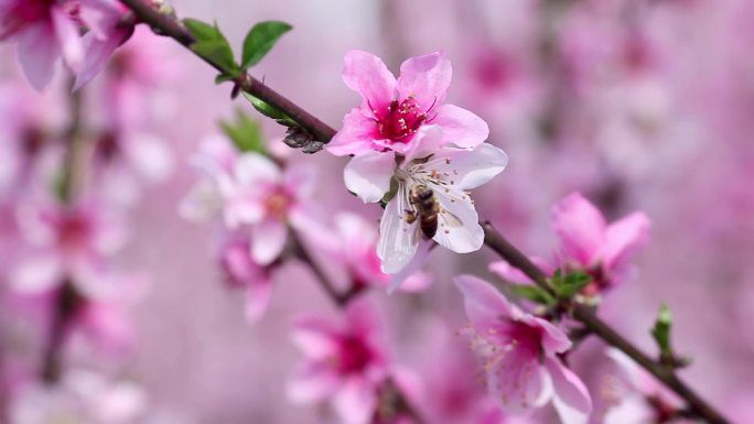 桃花桃园特写