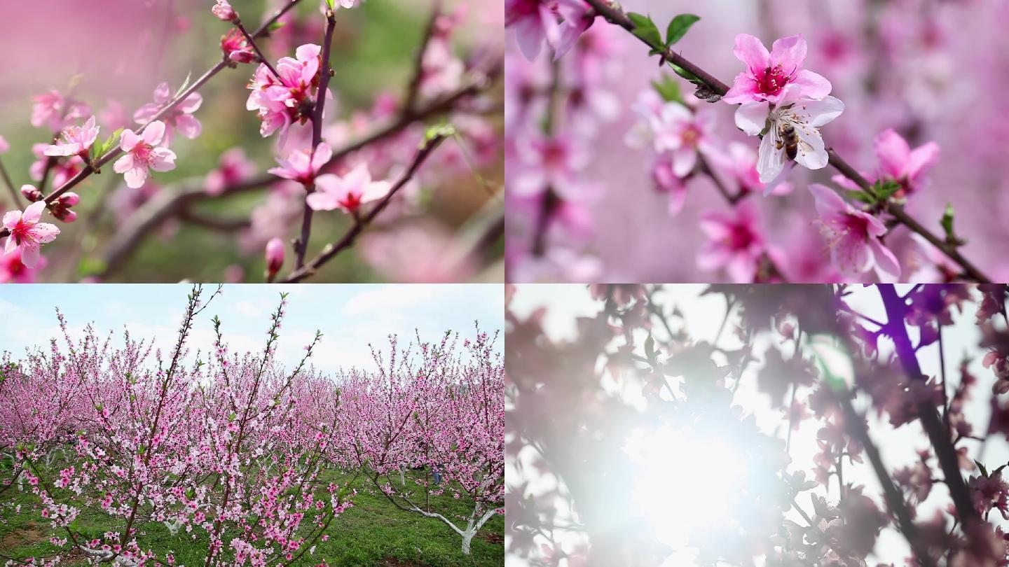 桃花桃园特写