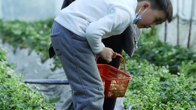 草莓采摘体验  春游摘草莓