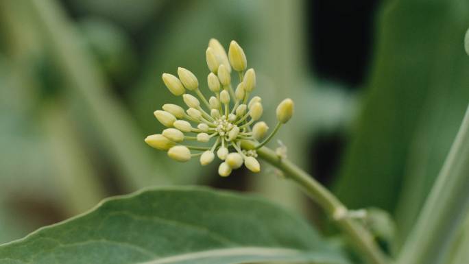 还没开放的油菜花