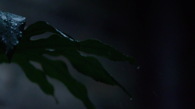 雨天 暗色调  电影调 水滴 树叶