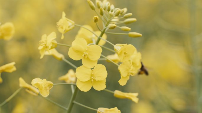 油菜花里的蜜蜂在采蜜