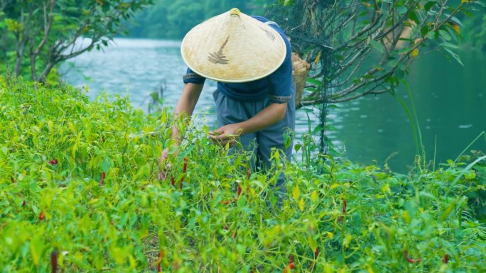 摘辣椒 做泡菜 剁椒 腌菜 酸豇豆