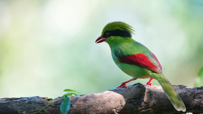 印支绿鹊：将色彩发挥到极致颜羽集于一身3