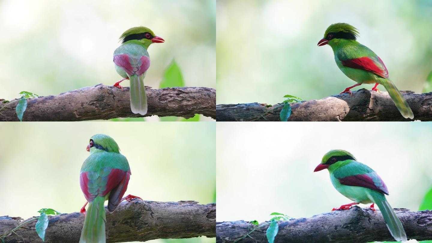 印支绿鹊：将色彩发挥到极致颜羽集于一身3