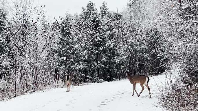美丽小鹿冬季在大雪纷飞银装素裹的森林玩耍