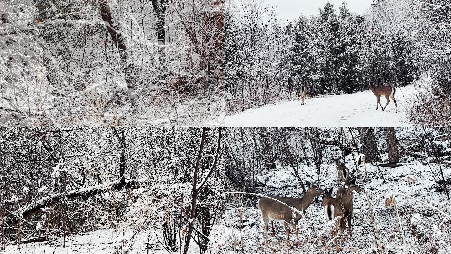美丽小鹿冬季在大雪纷飞银装素裹的森林玩耍