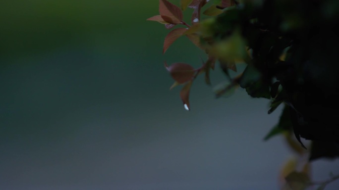 雨天 暗色调  电影调 水滴 树叶