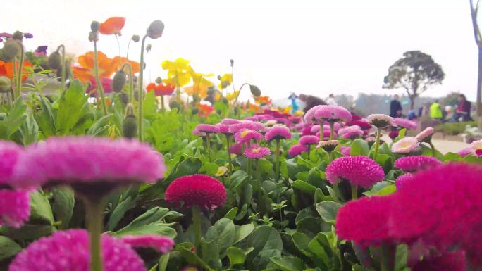 四川德阳旌阳区芳菲山谷樱花桃花梨花菊花