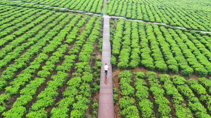 海南白沙茶场