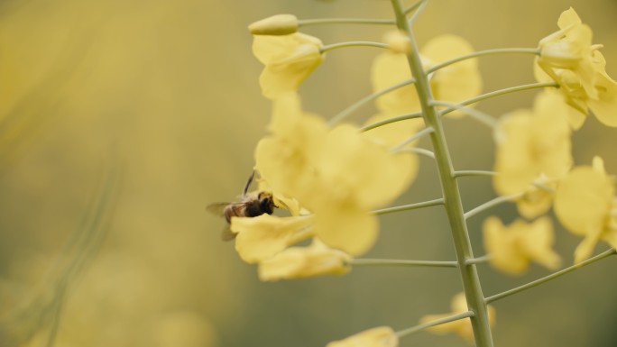 油菜花地蜜蜂采蜜