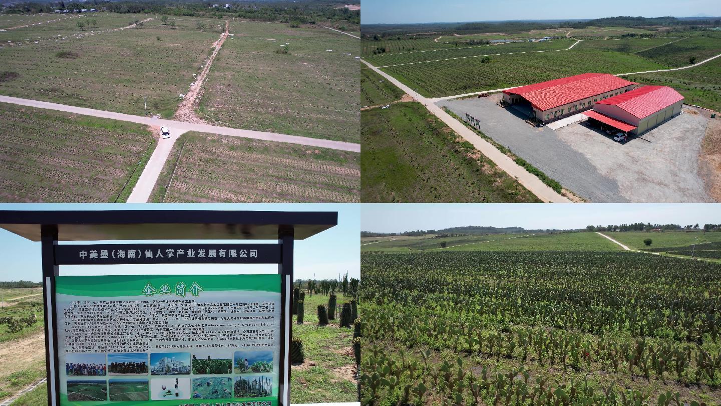儋州王五镇中美墨仙人掌产业种植基地