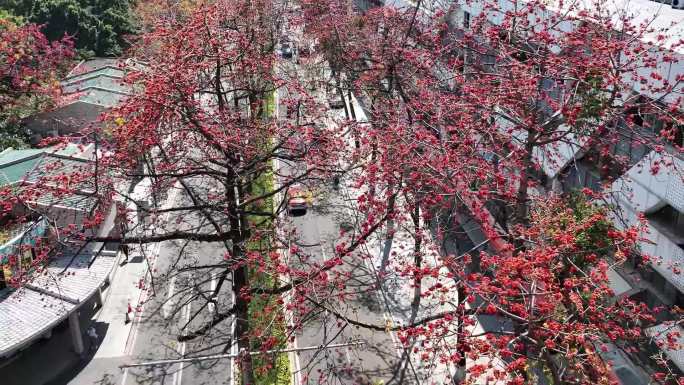 广州陵园西红棉木棉树全貌（御3）