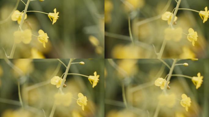 6k超高清油菜花