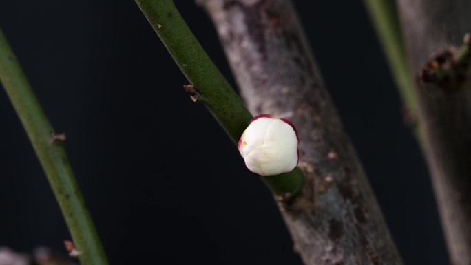 延时拍摄白色腊梅花盛开绽开唯美动态素材