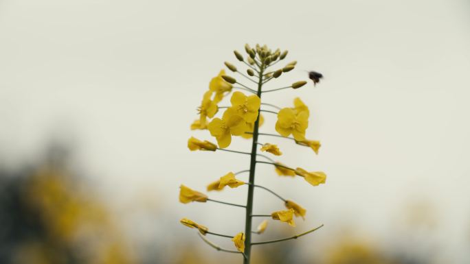 6k超高清油菜花