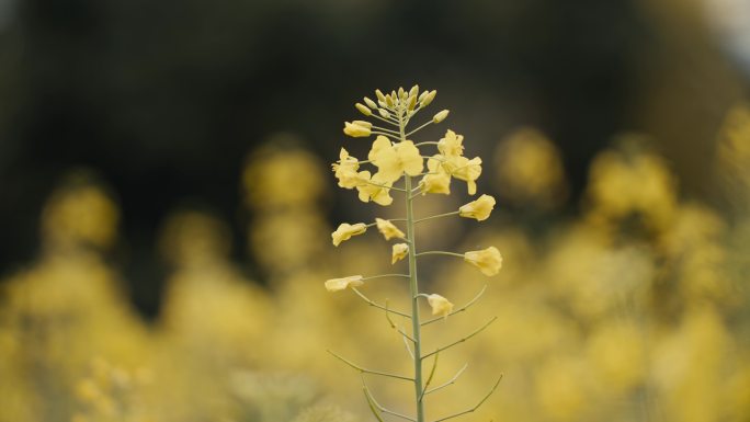 超高清油菜花近景