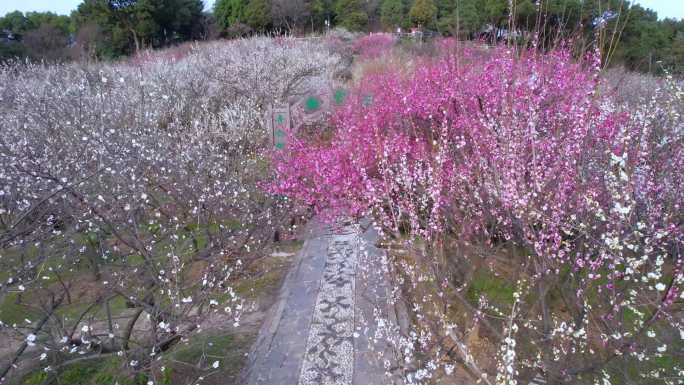 4K航拍苏州光福香雪海梅花