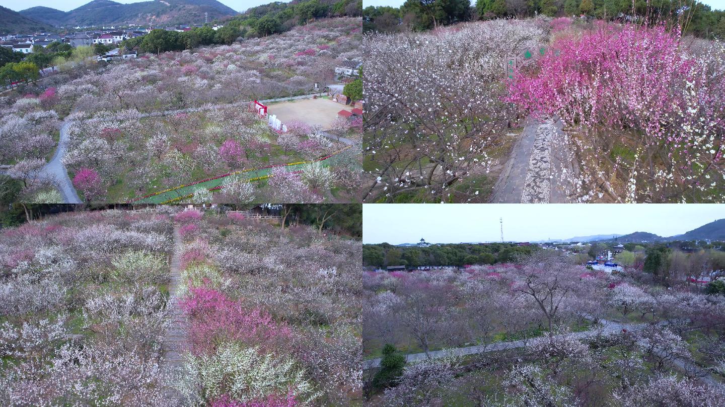 4K航拍苏州光福香雪海梅花