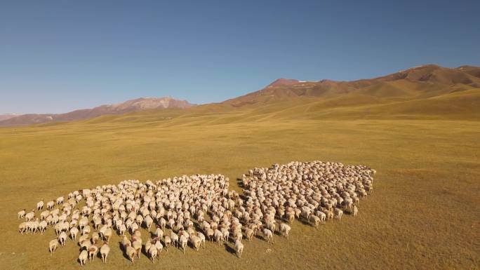 秋天奔跑的羊群