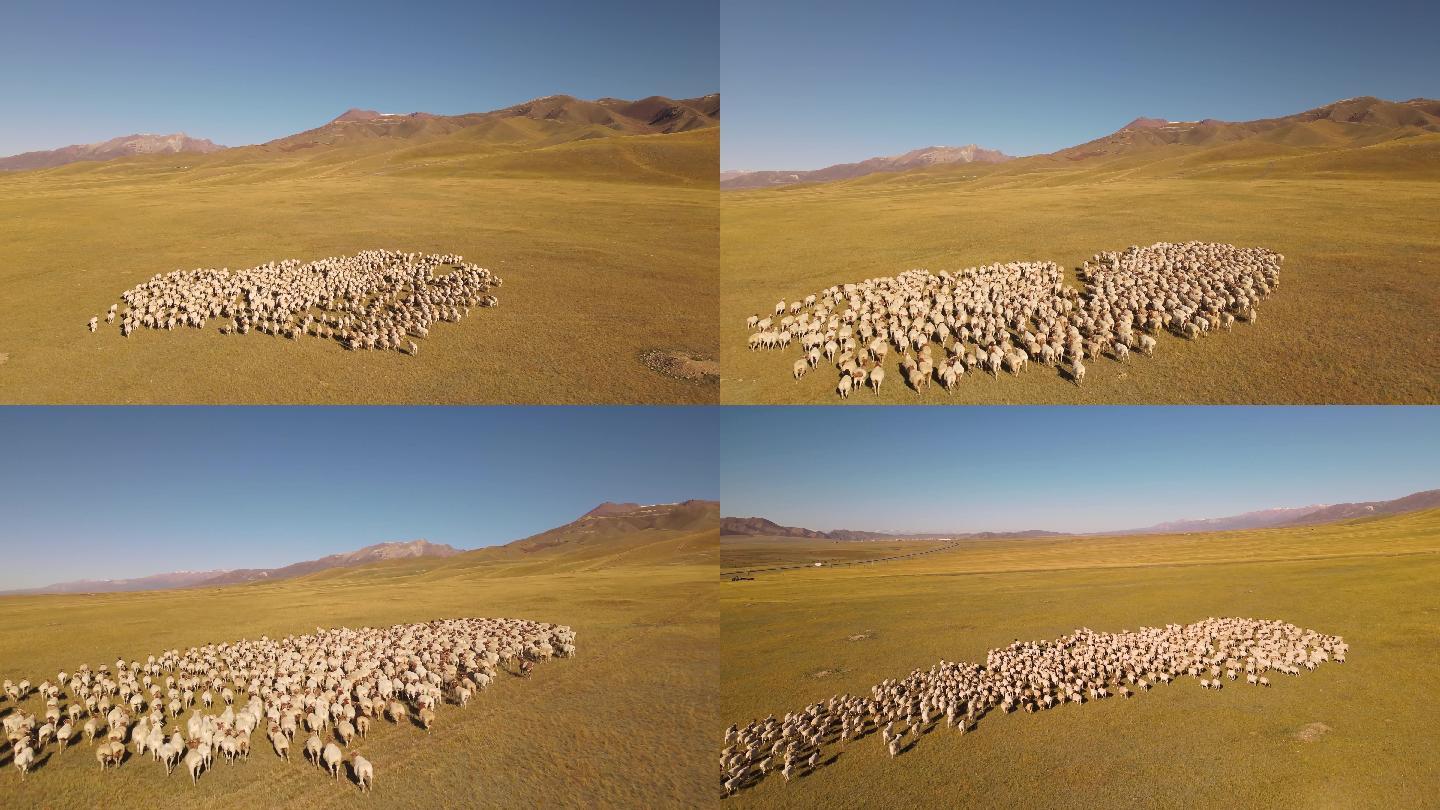 秋天奔跑的羊群