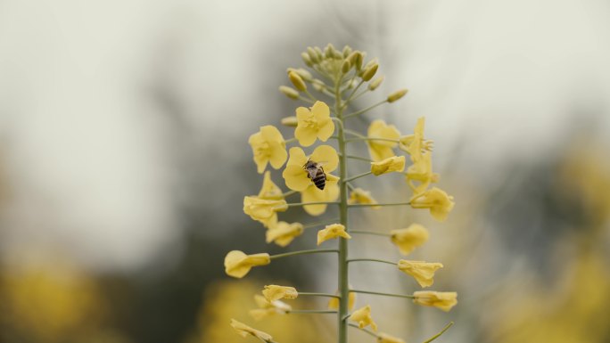 油菜花地蜜蜂采蜜