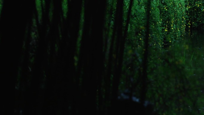 雨天 暗色调  电影调 水滴 树叶
