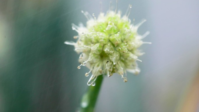 下雨天的花蕊与水珠