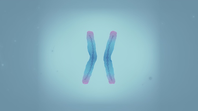 端粒突出的染色体新冠病毒细菌细胞微生物真
