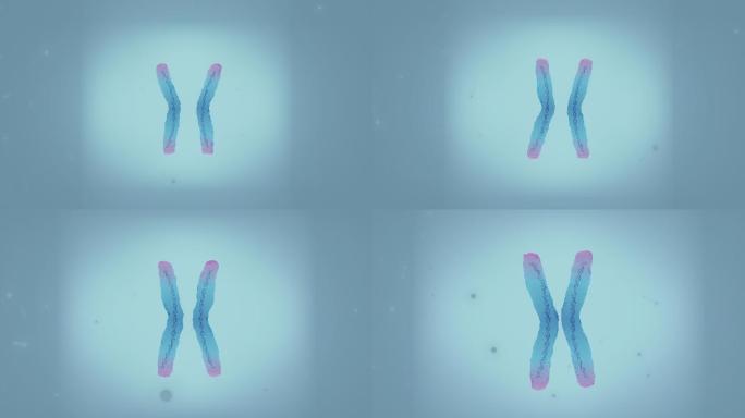 端粒突出的染色体新冠病毒细菌细胞微生物真