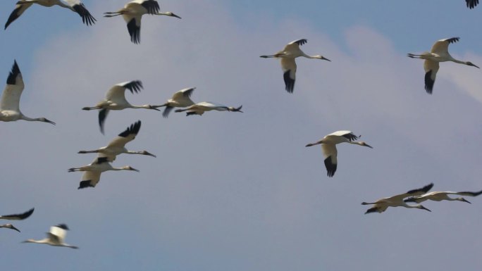大批白鹤在天空中飞翔