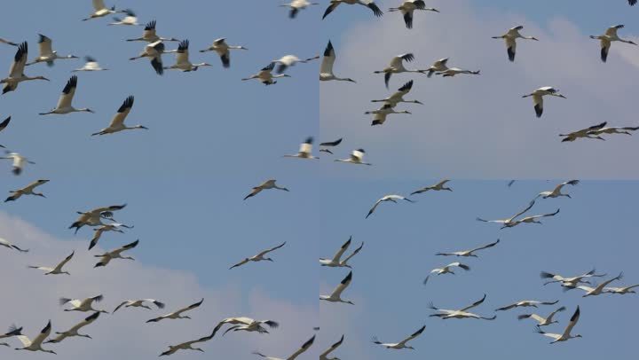 大批白鹤在天空中飞翔