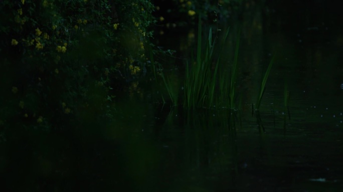 雨天 暗色调  电影调 水滴 树叶